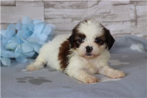 Spike - puppy for sale