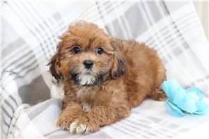 Victor - puppy for sale
