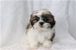 Indigo - Shih Tzu for sale