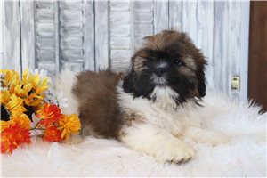 Quinton - puppy for sale