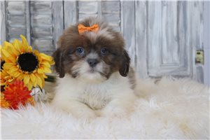 Wendy - Shih Tzu for sale