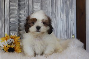 Spike - Shih Tzu for sale