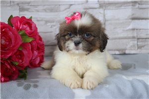 Wendy - Shih Tzu for sale