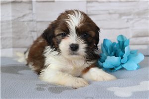 Polar - puppy for sale