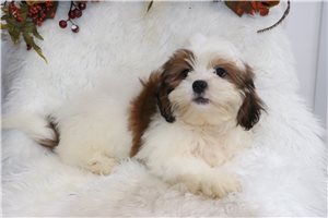Spike - Shih Tzu for sale