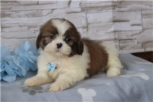 Rolo - Shih Tzu for sale