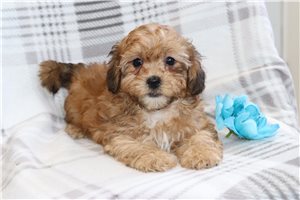 Bear - puppy for sale