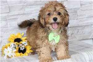 Arlin - Shih Tzu for sale