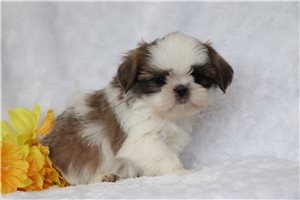 Ricardo - puppy for sale