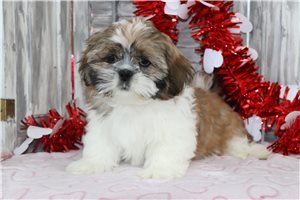 Karlos - Shih Tzu for sale