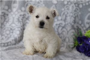 Inez - West Highland White Terrier - Westie for sale