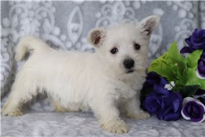 Jock - West Highland White Terrier - Westie for sale