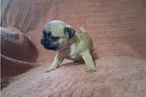 Paisley - Pug for sale