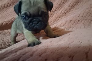 Piper - Pug for sale