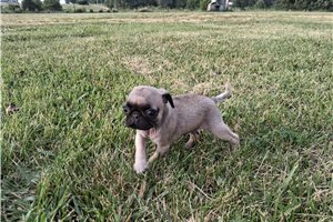Oaklyn - puppy for sale