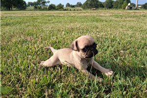 Oreo - puppy for sale