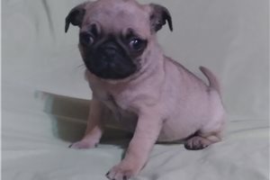 Bonnie - Pug for sale