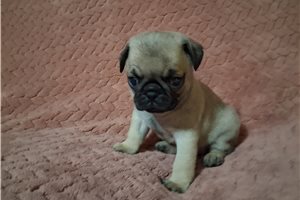Phineas - Pug for sale
