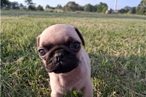 Owen - Pug for sale