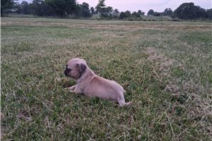 Ozzy - puppy for sale