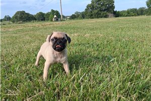 Oaklee - puppy for sale