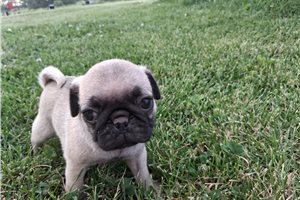 Oceana - puppy for sale