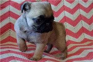 Sophia - Pug for sale