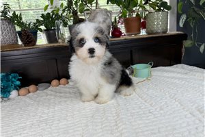 Dustin - Aussiedoodle for sale