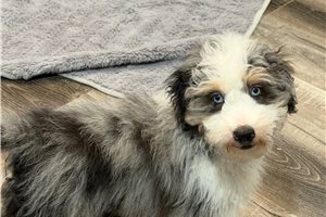 Dustin - Aussiedoodle for sale