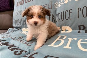 Duke - Aussiedoodle for sale
