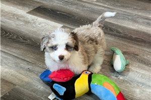 Drax - Aussiedoodle for sale