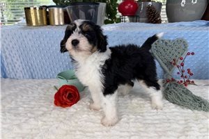 Donovan - Aussiedoodle for sale