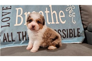 Duke - puppy for sale
