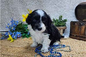 Nico - puppy for sale