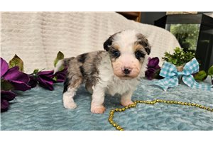 Dustin - Aussiedoodle for sale