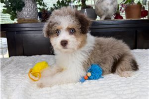 Duke - Aussiedoodle for sale
