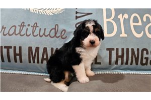 Donovan - Aussiedoodle for sale