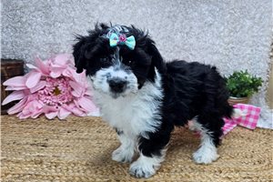Olive - Aussiedoodle for sale