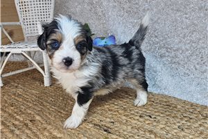 Norris - puppy for sale