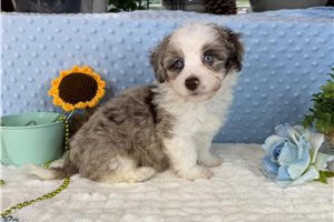 Drax - Aussiedoodle for sale