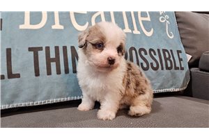 Drax - Aussiedoodle for sale