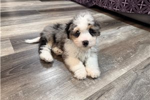 Dustin - Aussiedoodle for sale