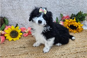 Oakley - Aussiedoodle for sale