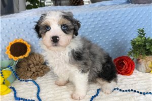 Dustin - Aussiedoodle for sale