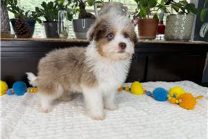 Duke - Aussiedoodle for sale