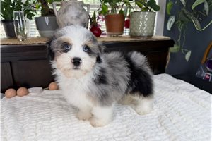 Dustin - Aussiedoodle for sale