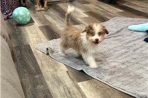 Duke - Aussiedoodle for sale