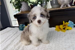 Drax - Aussiedoodle for sale