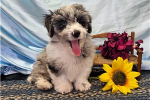 Presley - puppy for sale