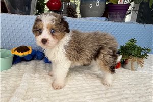 Duke - Aussiedoodle for sale